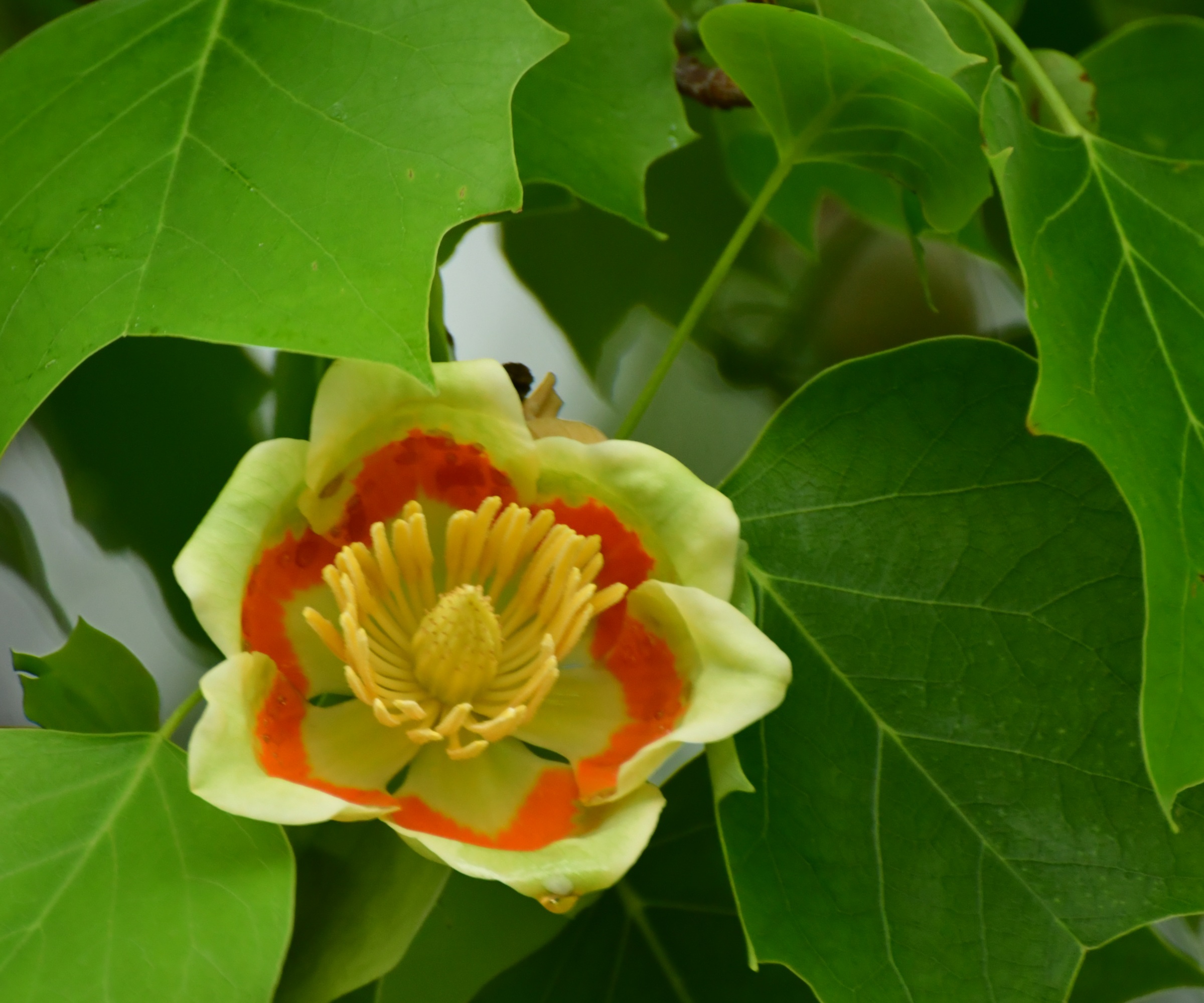 Tulip Tree, liriodendron tulipifera