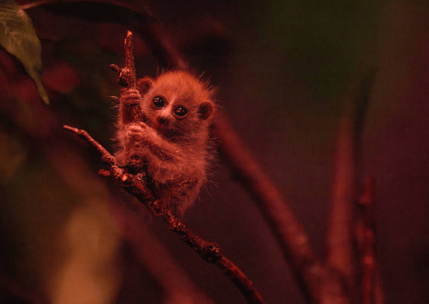 a small primate with large eyes clings to a branch