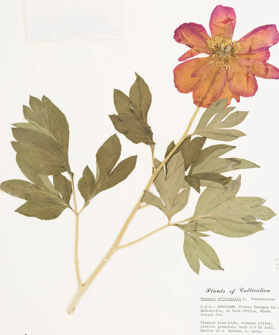 NYBG Steere herbarium