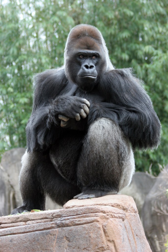 Silverback gorilla posing on a stone.