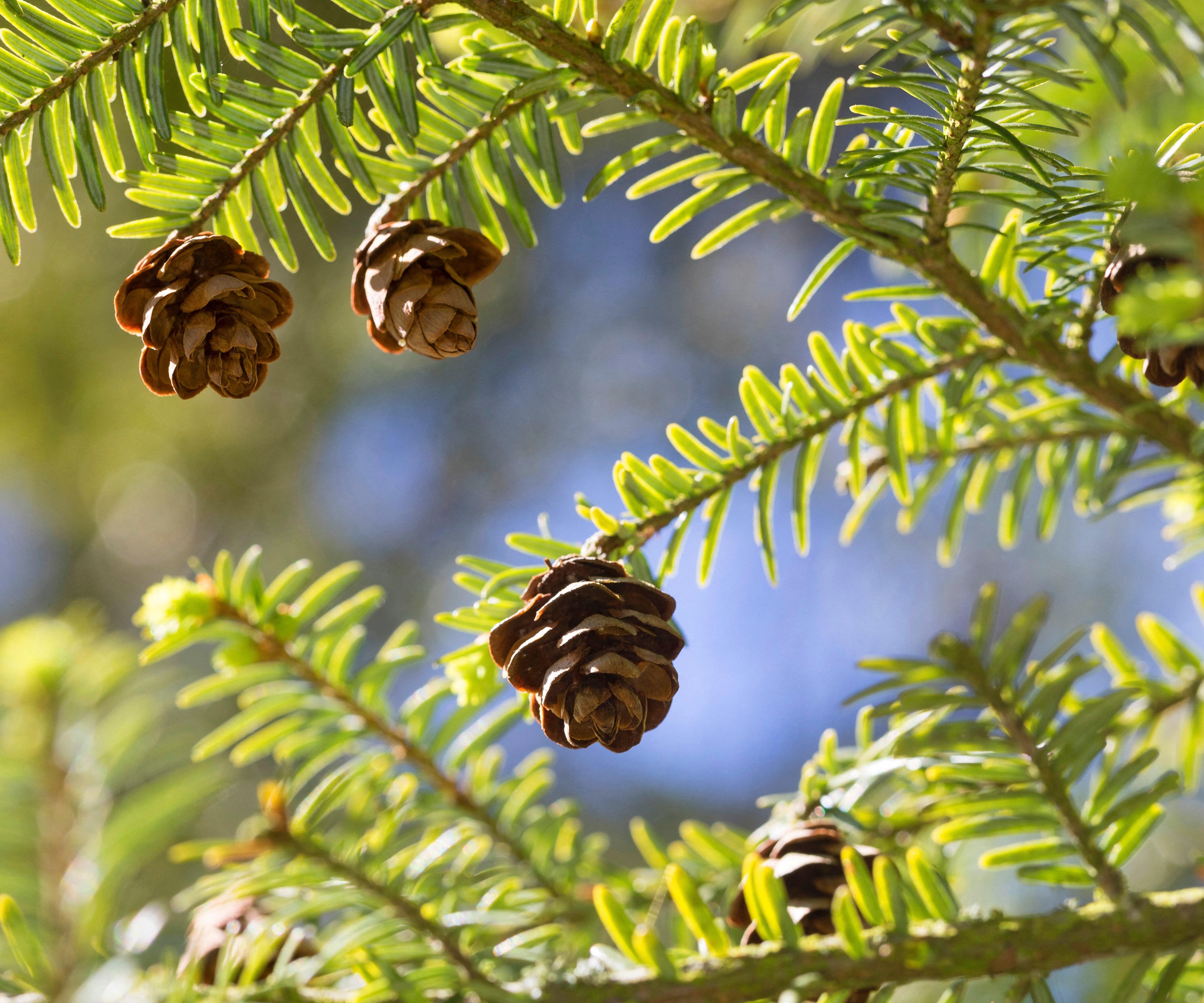 eastern hemlock Tsuga canadensis