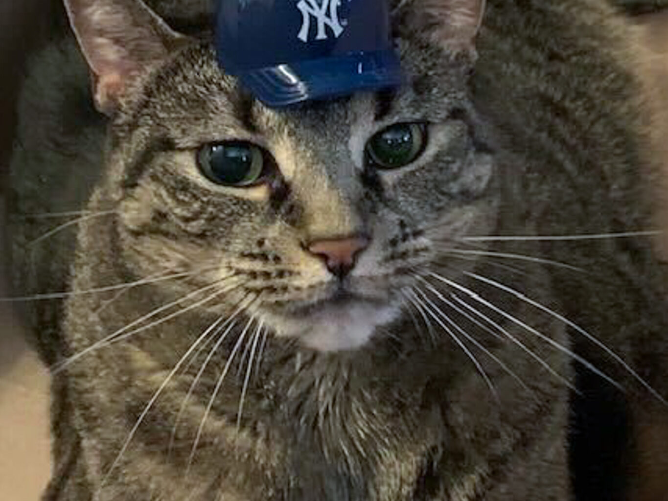 Pets Are Expensive and Shelters Are Packed. Advocates Say Mamdani Should Help.