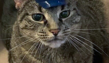 Pets Are Expensive and Shelters Are Packed. Advocates Say Mamdani Should Help.