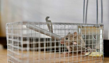 Why the NYC Council proposed a ban on glue traps