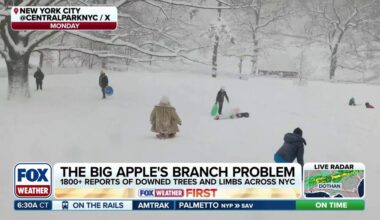 NYC makes quick work of snow, limb removal following Blizzard '26 | Latest Weather Clips