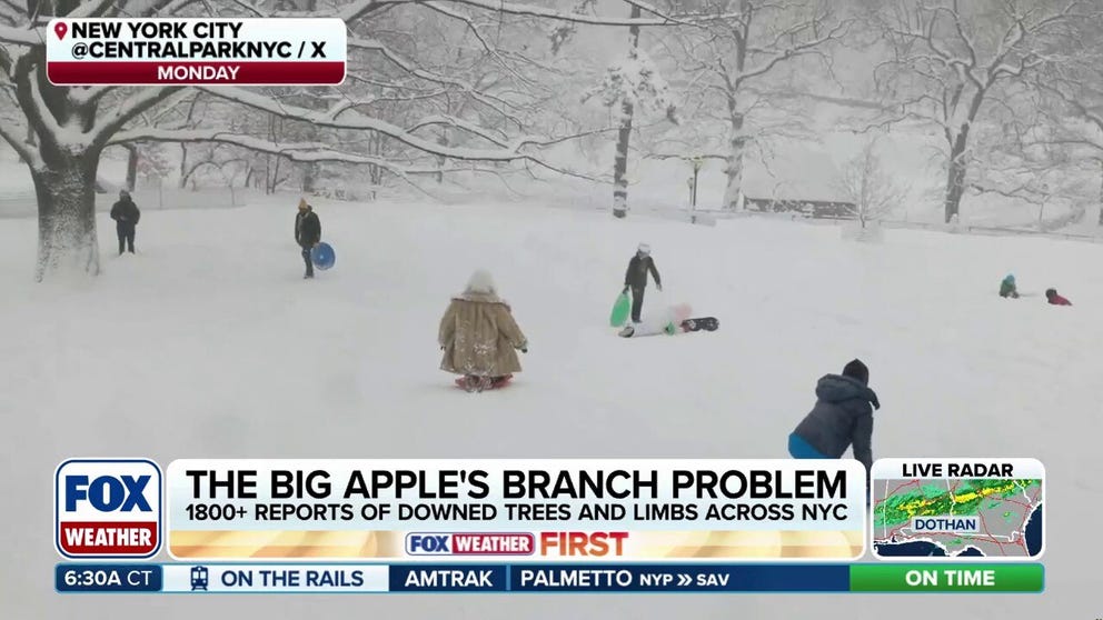 NYC makes quick work of snow, limb removal following Blizzard '26 | Latest Weather Clips