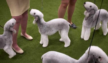 New York Man Arrested at Westminster Dog Show for Burglary, Grand Larceny