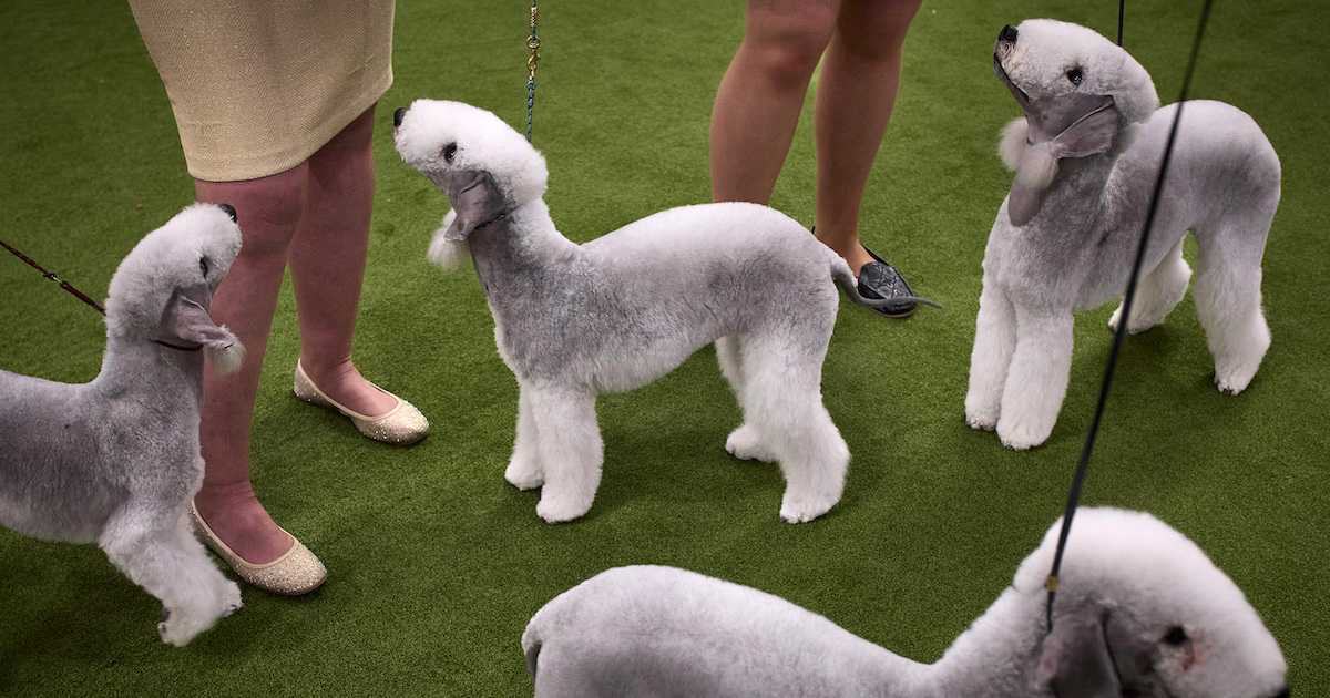New York Man Arrested at Westminster Dog Show for Burglary, Grand Larceny