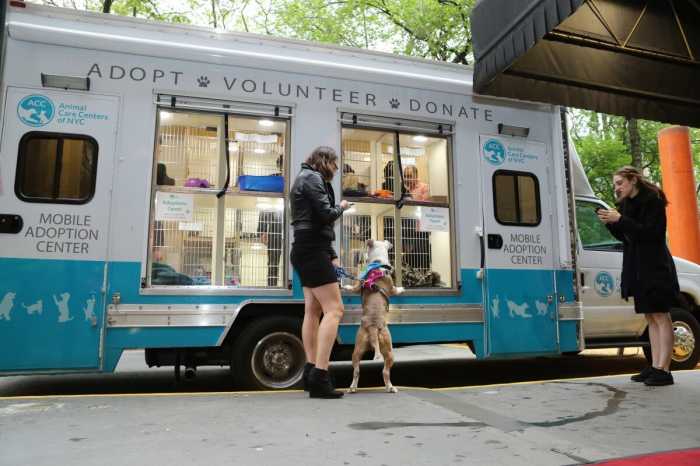 animal shelter adoption event