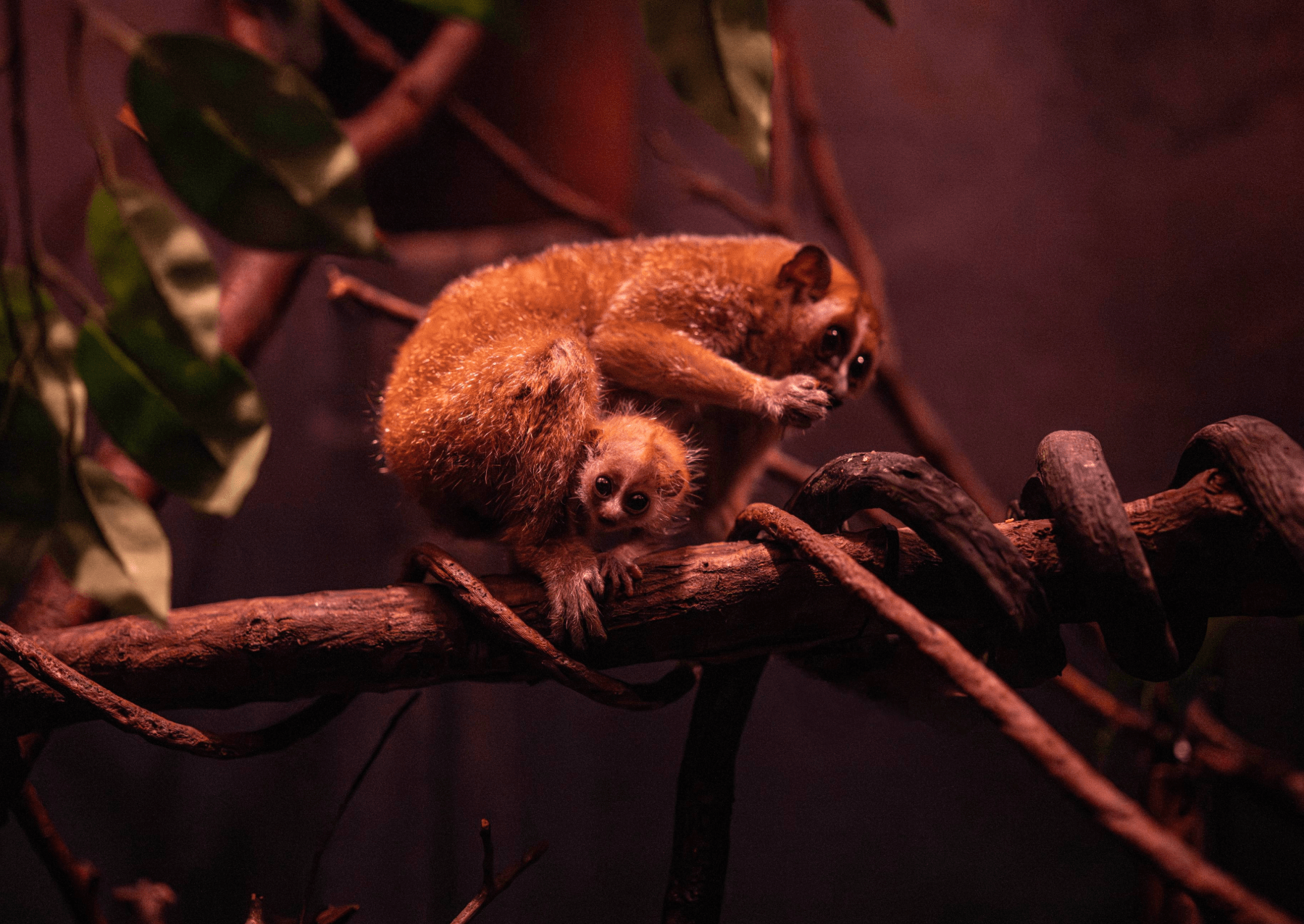 a baby primate with large eyes sits underneath its mother on a branch