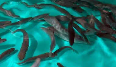 New plan outlines conservation for New York's brook trout