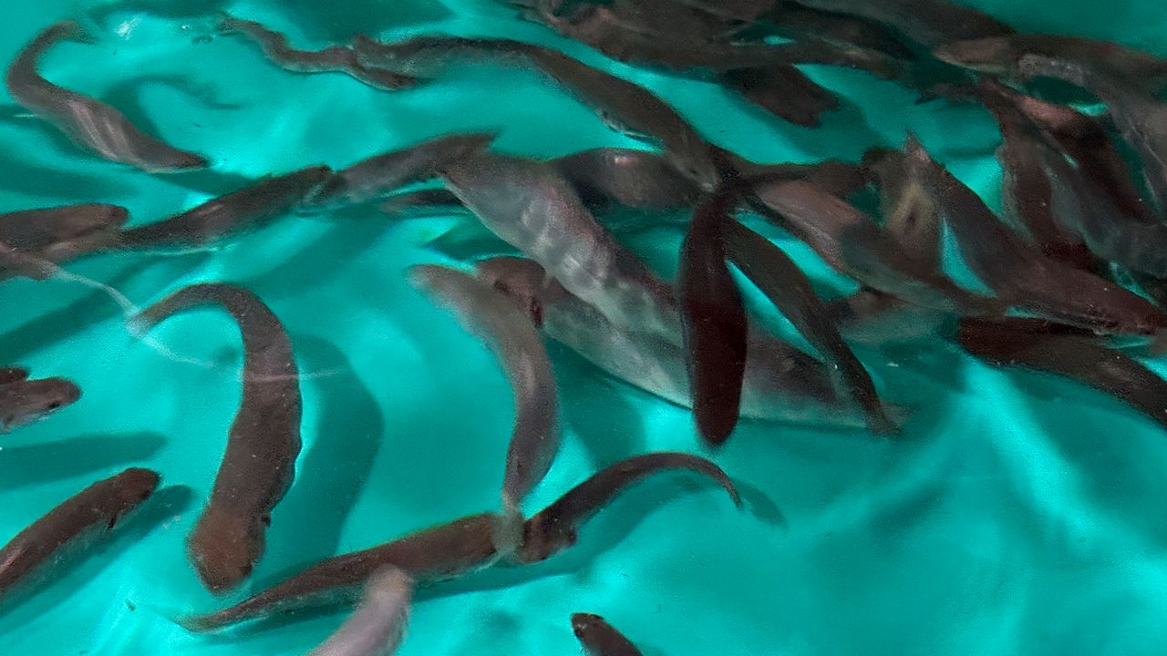 New plan outlines conservation for New York's brook trout