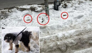 NYers forced to dodge mine fields of unscooped dog poop littering weeks-old sidewalk snow: ‘Not a nice sight'