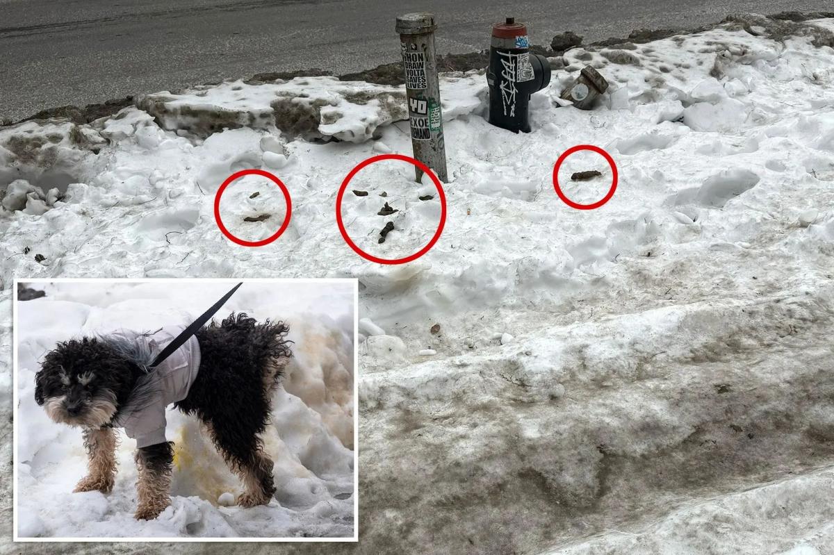 NYers forced to dodge mine fields of unscooped dog poop littering weeks-old sidewalk snow: ‘Not a nice sight'