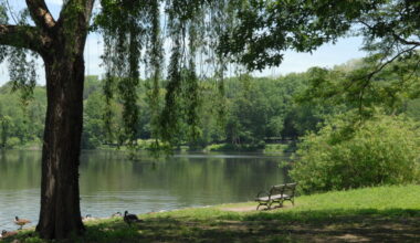 What the slave masters of the Bronx left us