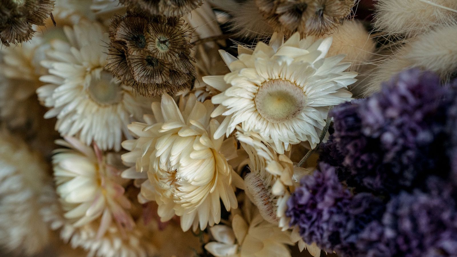 Dried white strawflower with brown dried scabious pods and purple dried statice