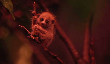 This wide-eyed baby primate is cute, cuddly—and venomous