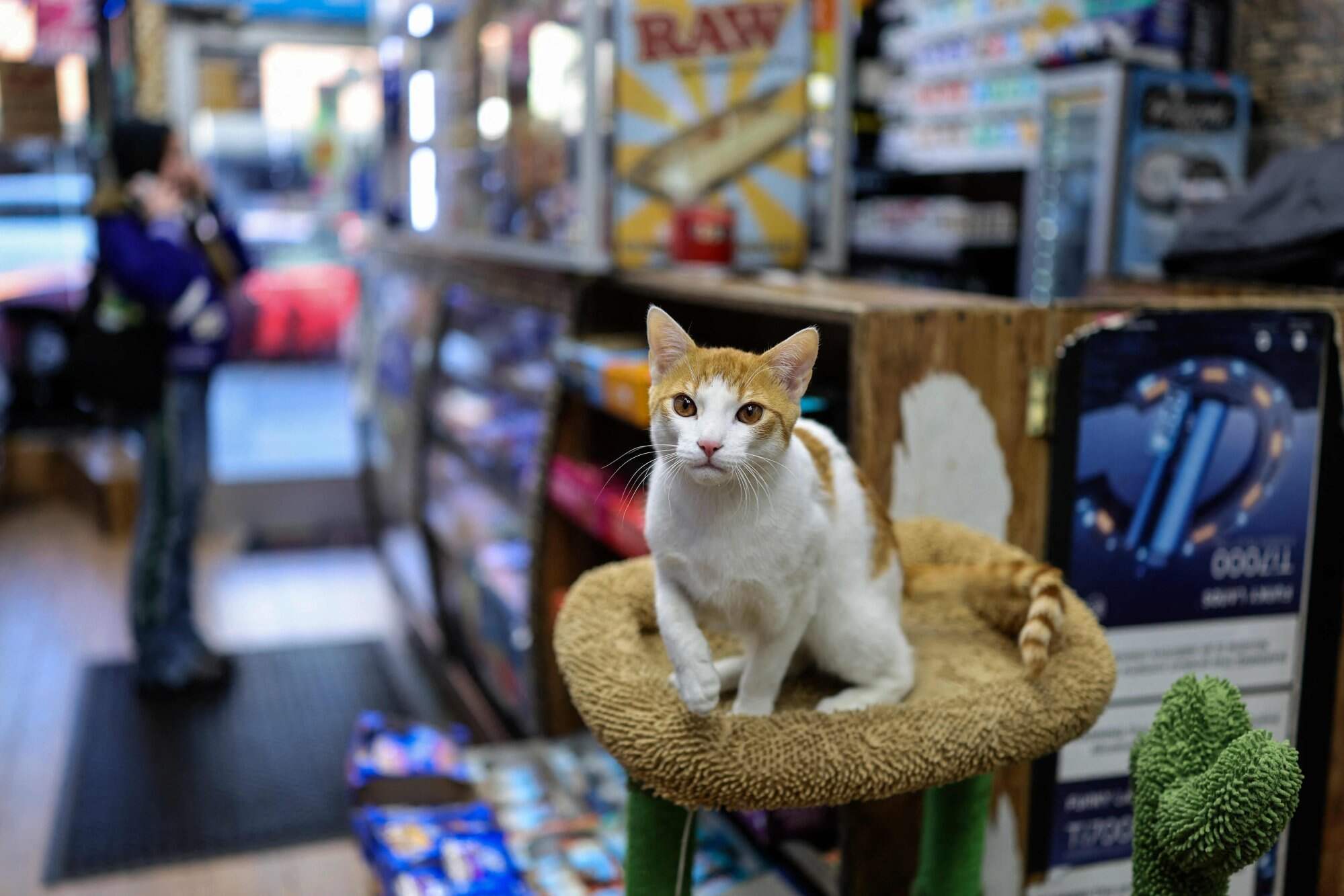Approximately one-third of New York City’s 10,000 bodegas are believed to have resident cats, despite potential fines for keeping animals in food-selling stores. Photo: AFP