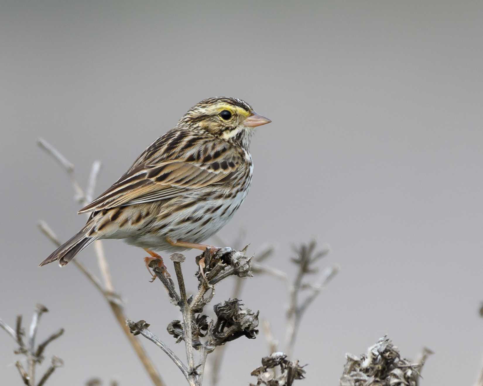 Savannah Sparrow