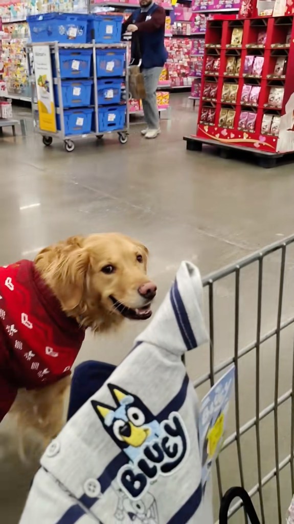 A golden retriever in a red sweater looks up from a shopping cart containing a "Bluey" branded shirt.