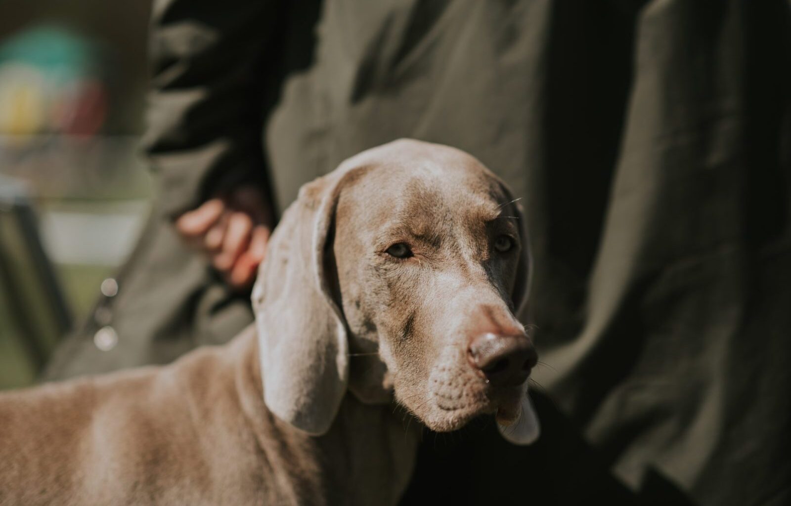 Westminster Dog Show Protest Highlights New York Animal Welfare Crisis – One Green Planet