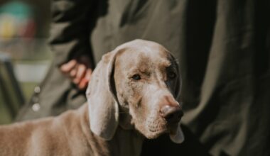 Westminster Dog Show Protest Highlights New York Animal Welfare Crisis – One Green Planet