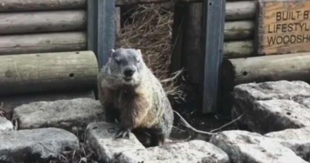 Did Staten Island Chuck see his shadow on Groundhog Day 2026?
