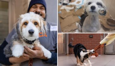 Tortured dogs rescued by police from NYC apartment nursed back to health – with 7 adorable pups born in rescuers’ care