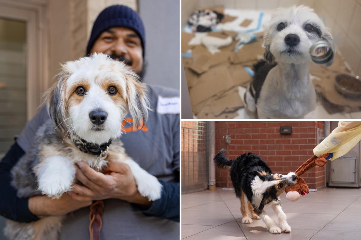 Tortured dogs rescued by police from NYC apartment nursed back to health – with 7 adorable pups born in rescuers’ care