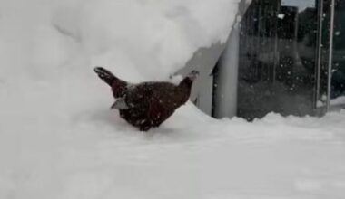 Astoria the wild turkey seen exploring the snow during NYC’s blizzard – NBC New York