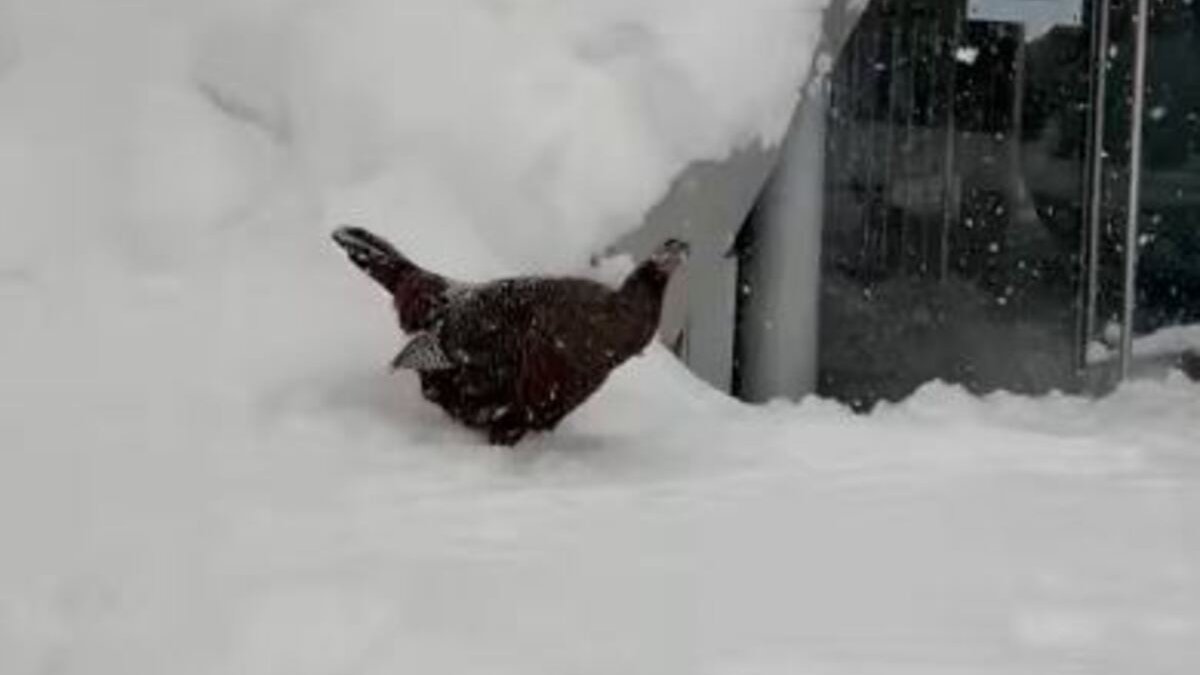 Astoria the wild turkey seen exploring the snow during NYC’s blizzard – NBC New York