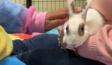 child's hands pet a rabbit