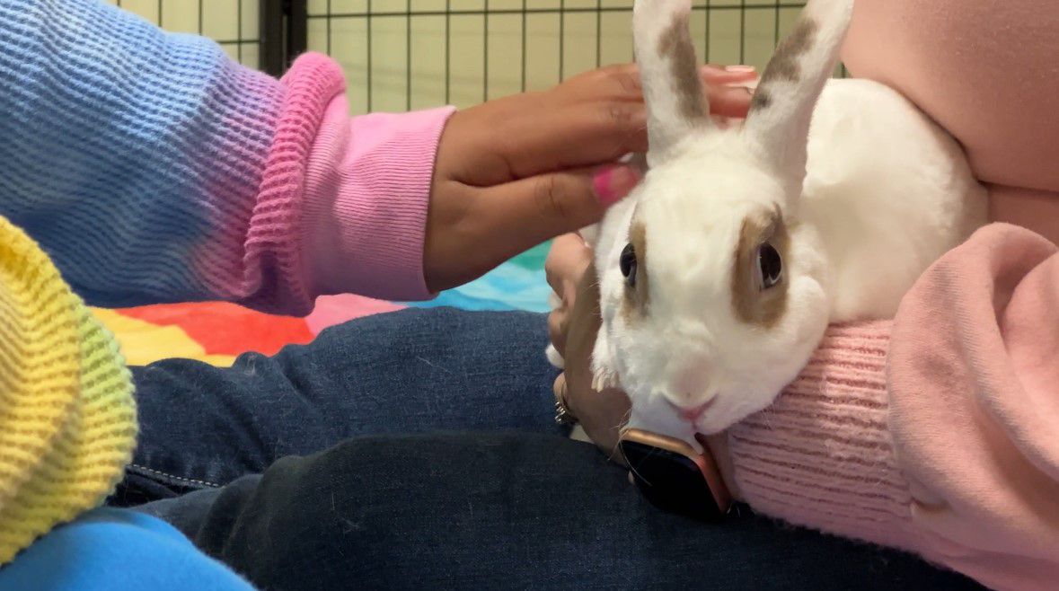 child's hands pet a rabbit