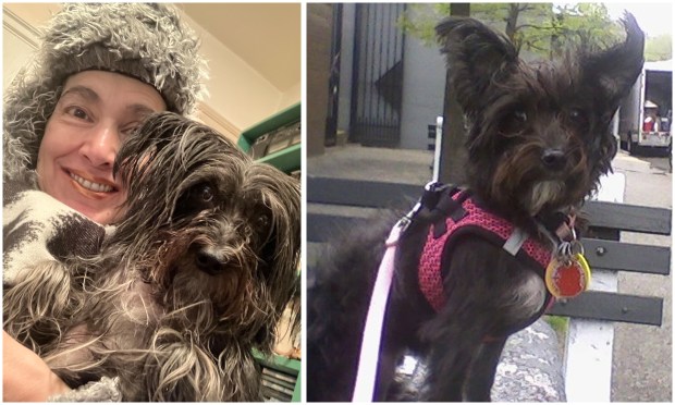 Valerie D'Angelo, left, filed a suit in Kings County Supreme Court against a neighbor whom she accuses of stealing her terrier-mix, Grace (pictured).