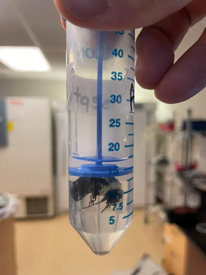 A bumblebee queen is submerged in water in a plastic conical lab tube. A blue piece of plastic attached to the tube's cap keeps the queen beneath the water line.