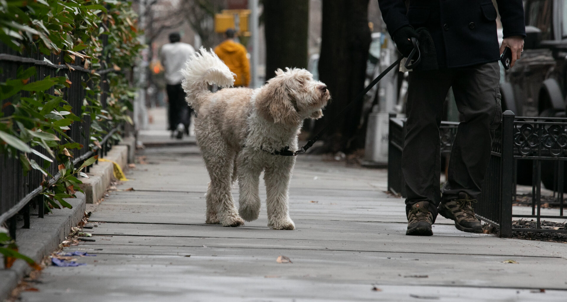 Nearly Impossible to Enforce City Pooper Scooper Law, Sanitation Official Says