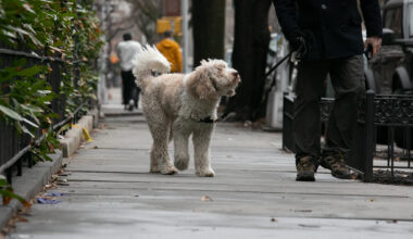 Nearly Impossible to Enforce City Pooper Scooper Law, Sanitation Official Says