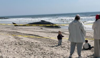 Dead whale washes up on Rockaway Beach, Queens, drawing onlookers