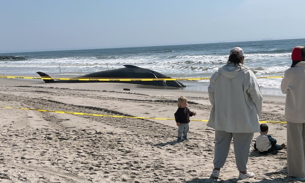 Dead whale washes up on Rockaway Beach, Queens, drawing onlookers