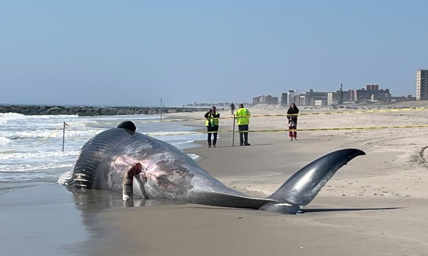The carcass of a fin whale is seen near Beach 96th St. in Rockaway Beach on Thursday.