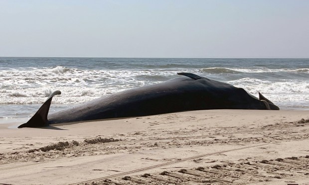 The carcass of a fin whale is seen near Beach 96th St. in Rockaway Beach on Thursday, March 26, 2026.