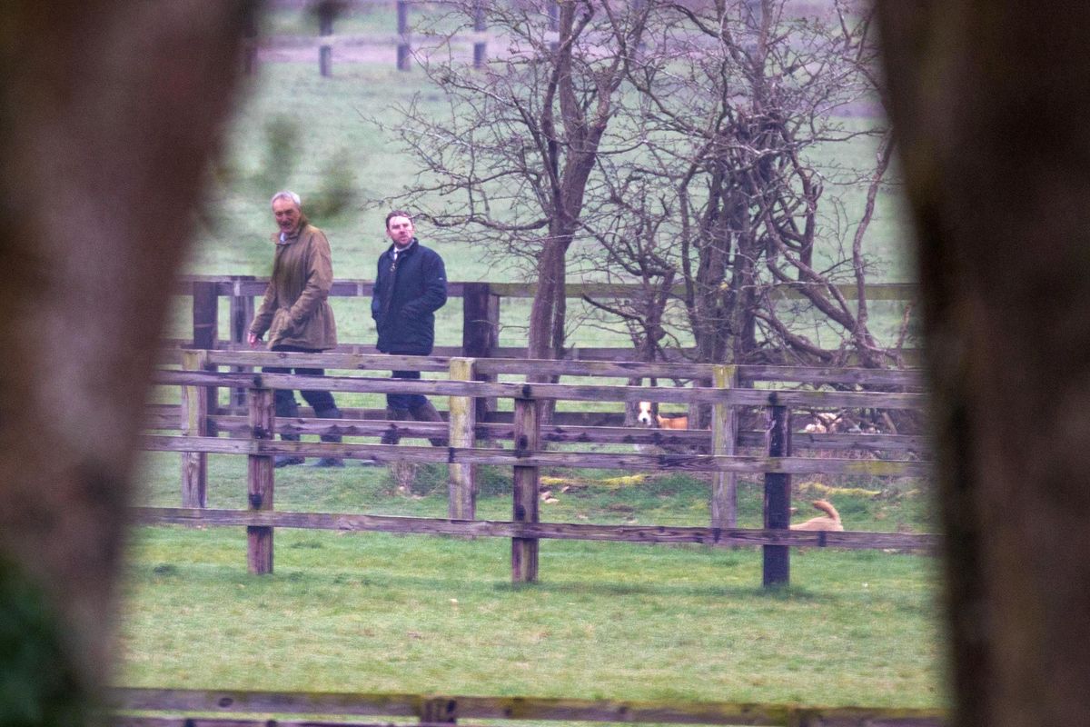 Andrew's dogs being taken for a walk close to Wood Farm this morning 