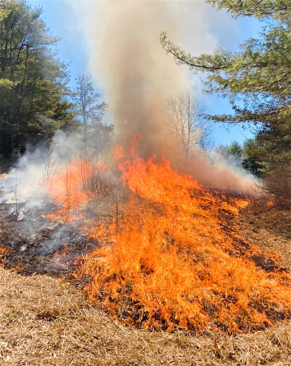 A controlled fire burns in the Steuben County Town of Cameron as part of an effort to improve habitat for threatened timber rattlesnakes.