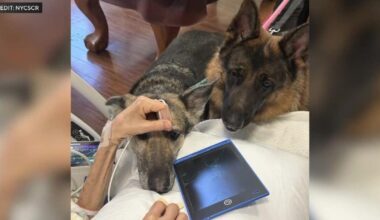 Dying NYC man says goodbye to his beloved German Shepherds. Here's how you can adopt them.