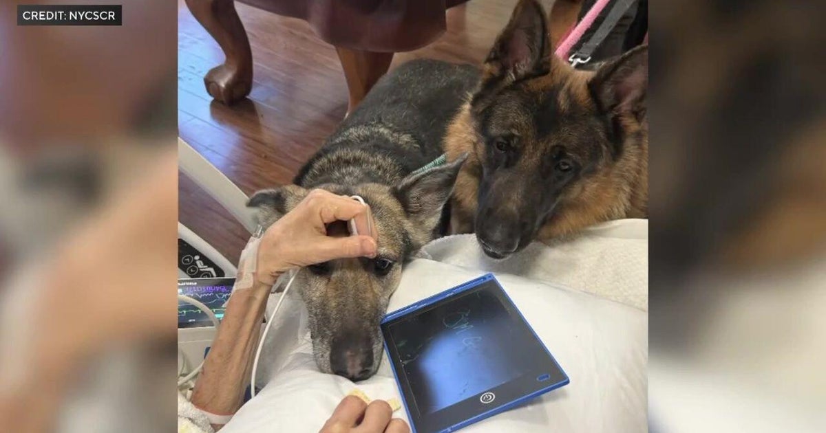 Dying NYC man says goodbye to his beloved German Shepherds. Here's how you can adopt them.