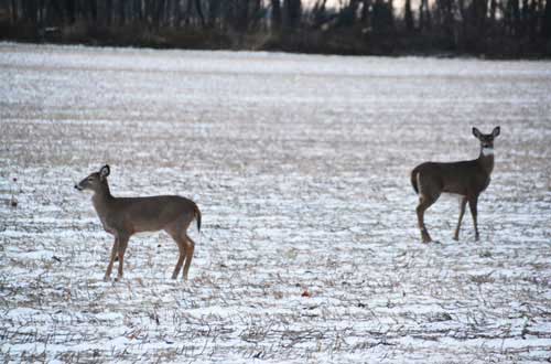 DEC reports 2025 as New York State’s safest hunting season in recorded history