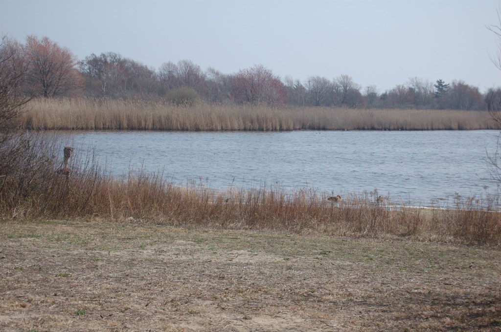 Lake with reeds and trees in Jamaica Bay Wildlife Refuge.