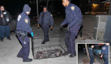 NYC cop shoots, kills pit bull mauling woman in Queens