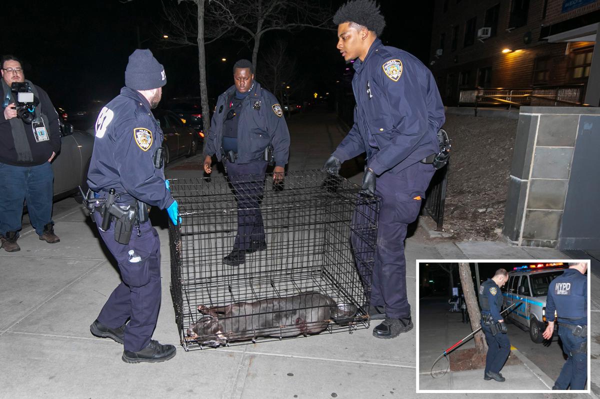 NYC cop shoots, kills pit bull mauling woman in Queens