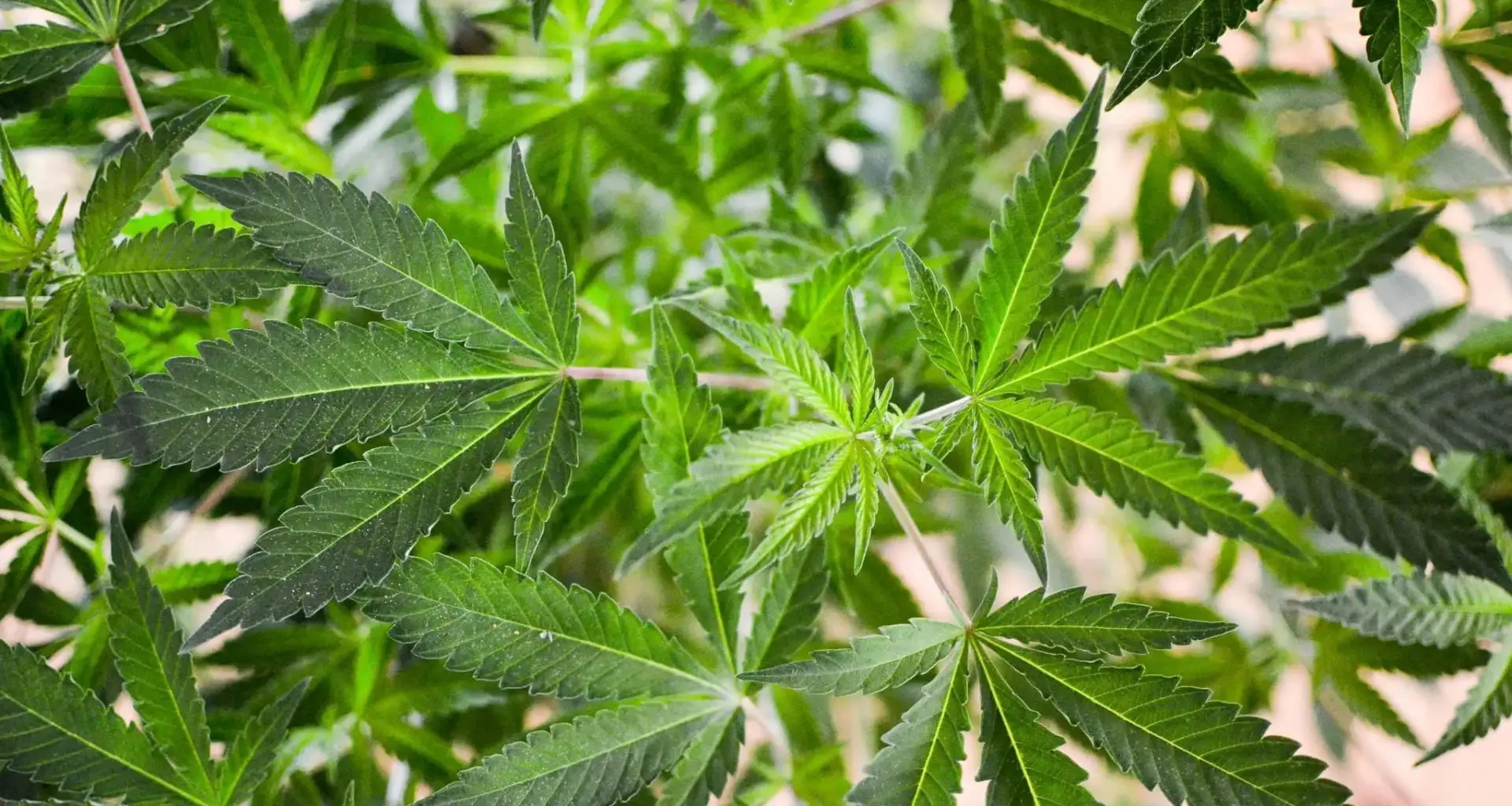 New York Governor Marks Five-Year Anniversary Of Marijuana Legalization, With Over $3.3 Billion In Sales And 610 Licensed Retailers